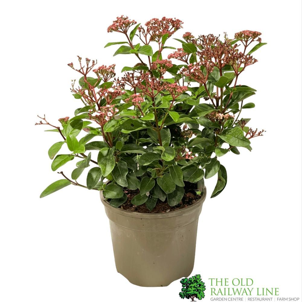 Viburnum Tinus 'Lisarose' Plant 3Ltr Pot