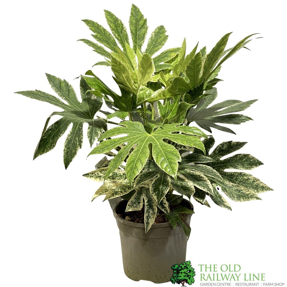 Fatsia japonica 'Spider's Web' 3Ltr Pot