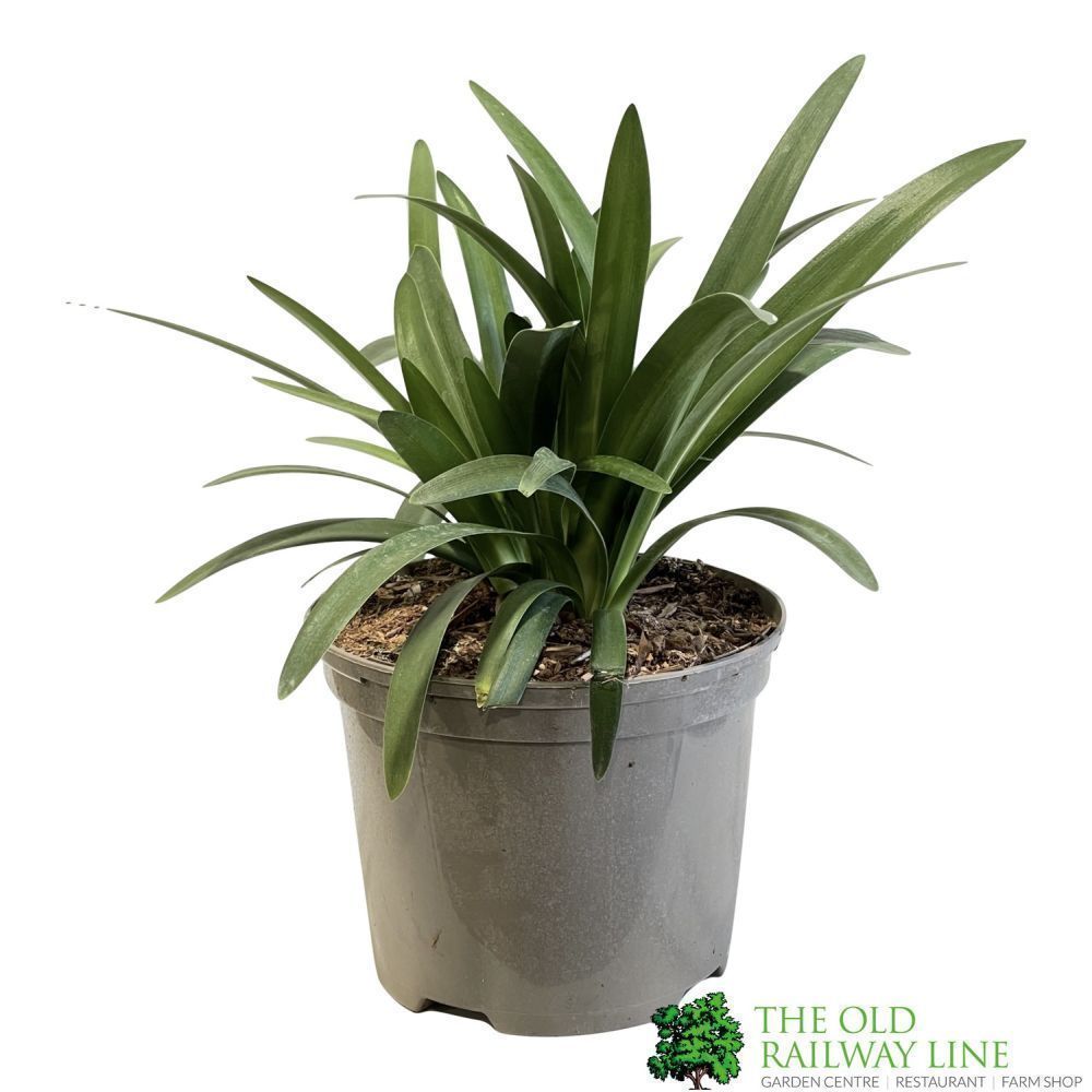 Agapanthus 'Charlotte' Plant 2Ltr Pot