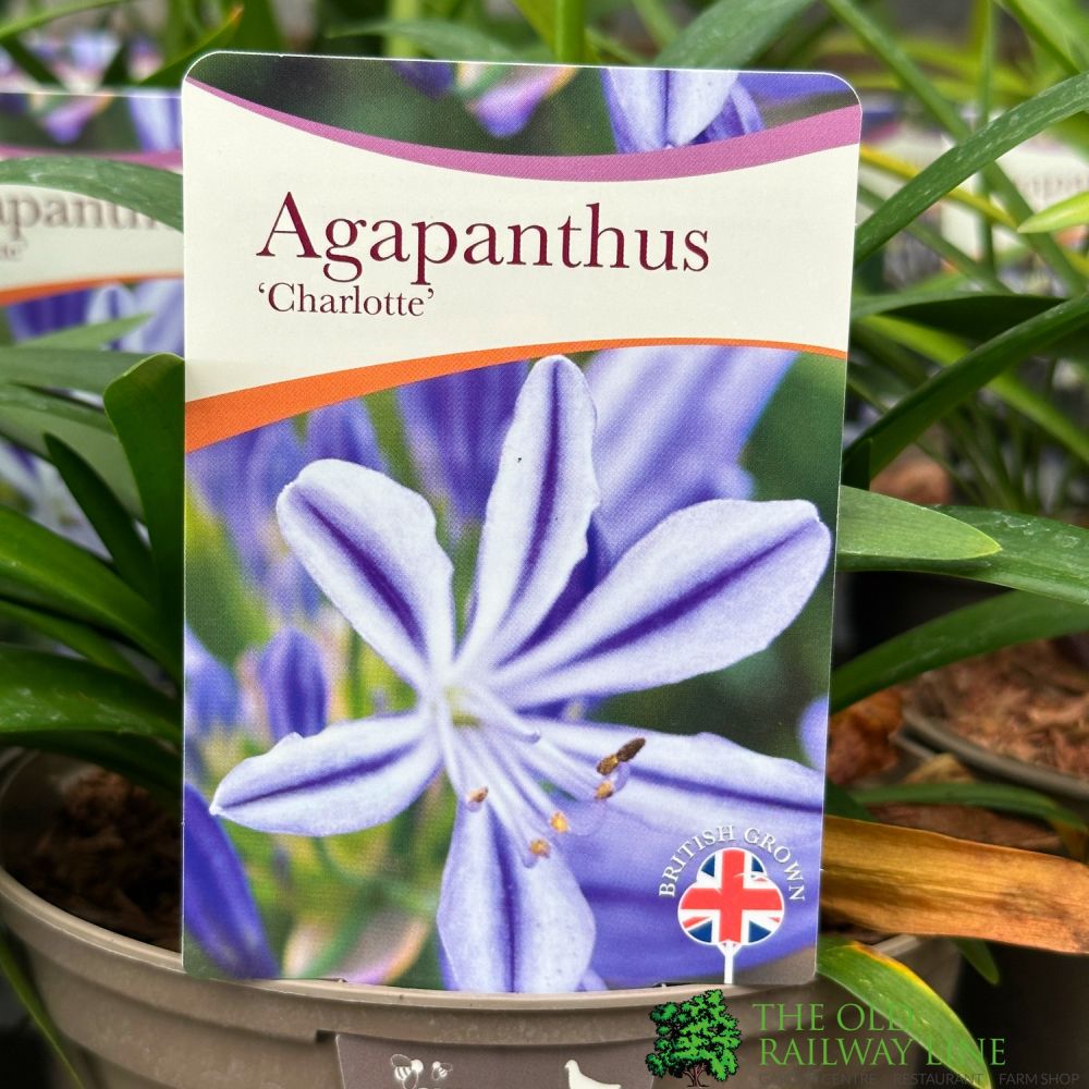 Agapanthus 'Charlotte' Plant 2Ltr Pot