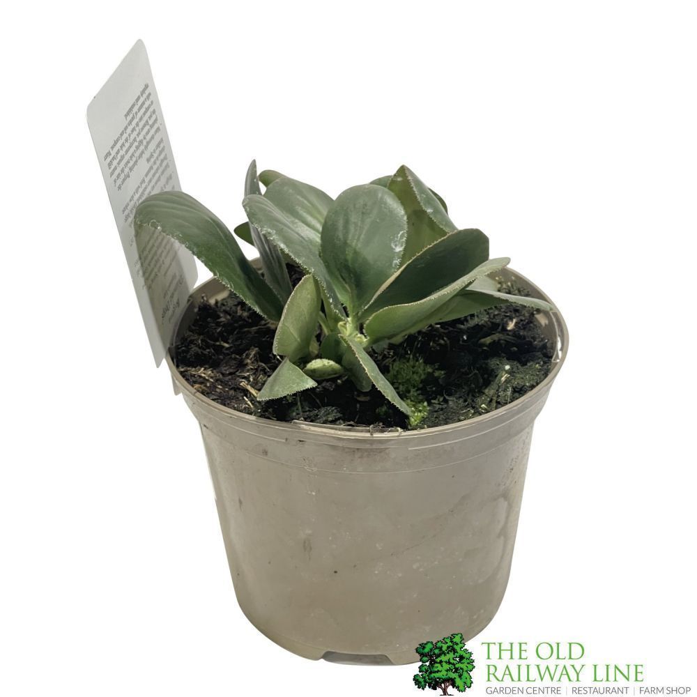 Bergenia 'Diamond Drops' Plant 2Ltr Pot