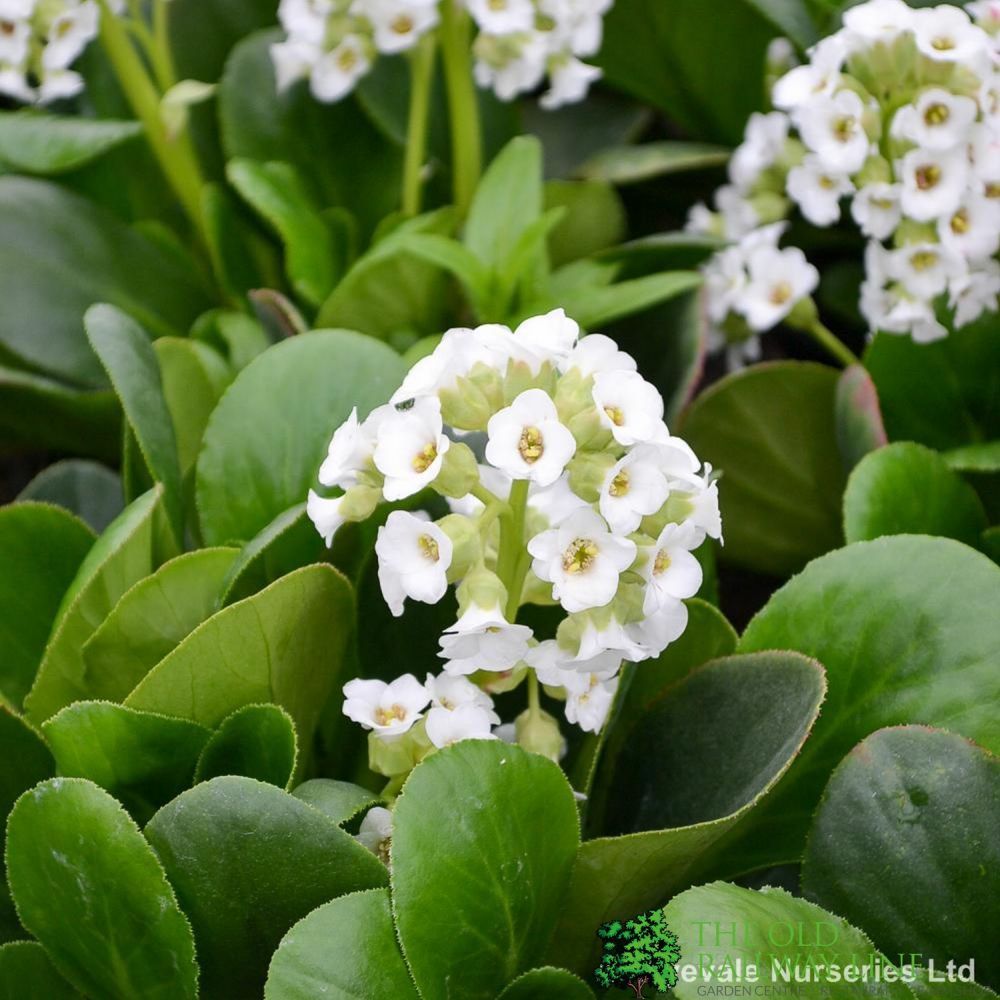Bergenia 'Diamond Drops' Plant 2Ltr Pot