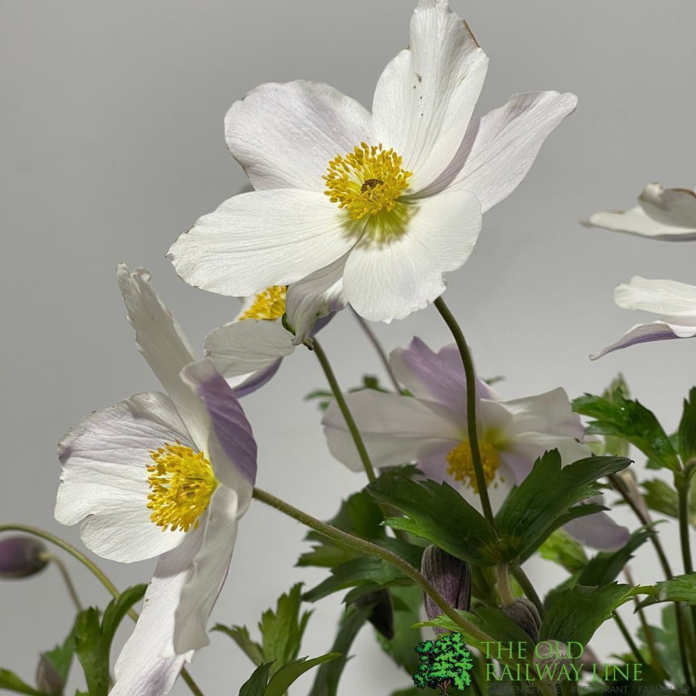 Anemone 'Wild Swan' Plant 3Ltr Pot
