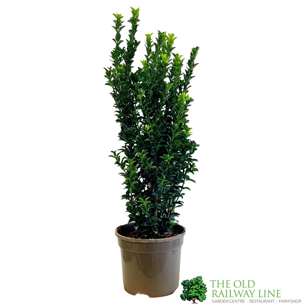 Euonymus Japonicus 'Jean Hugues' 3Ltr Pot