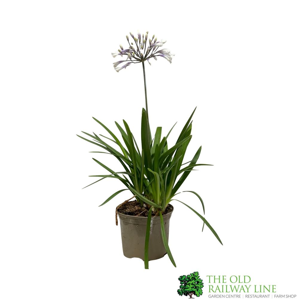 Agapanthus 'Fireworks' 2Ltr Pot