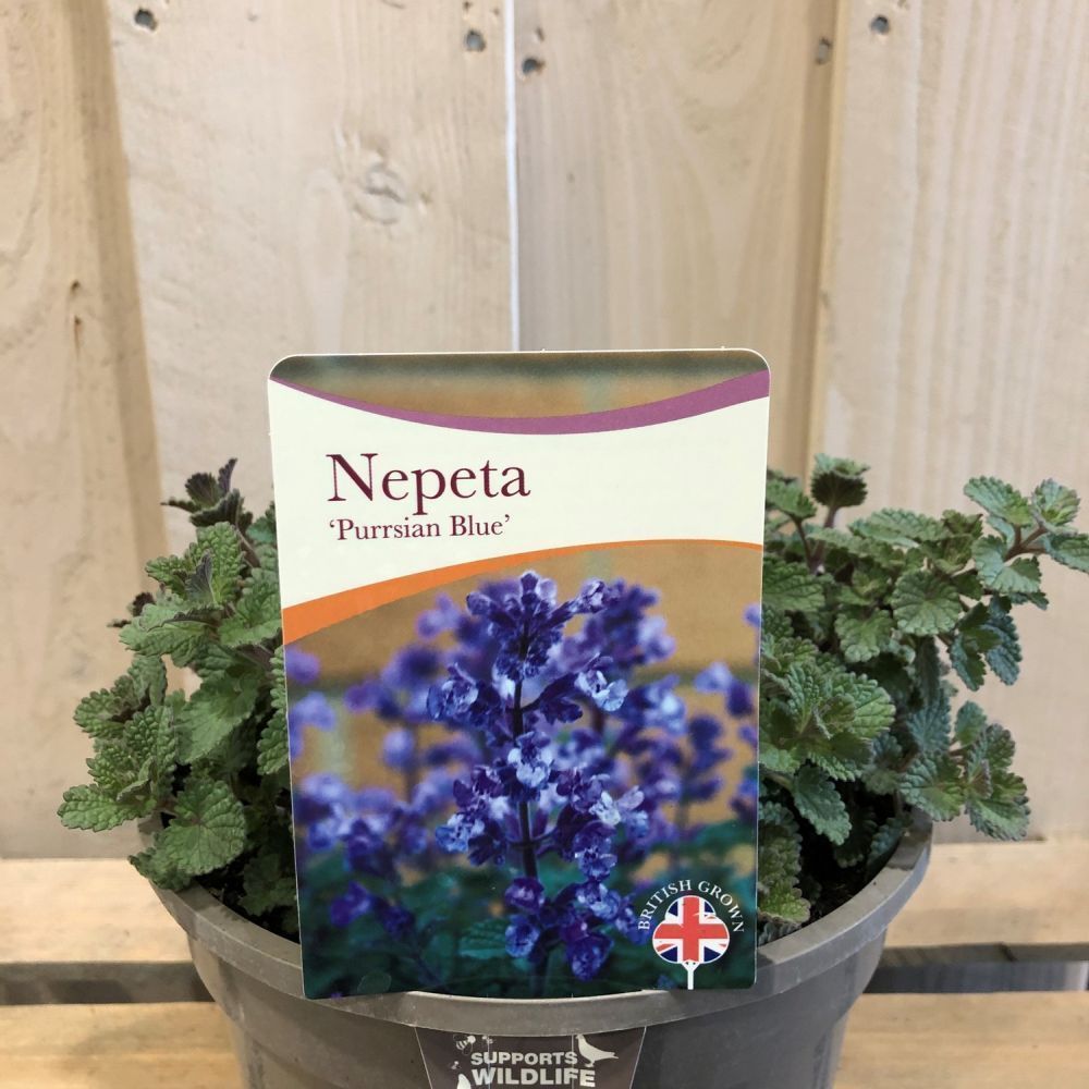 Nepeta x Faassenii 'Purrsian Blue' Catmint Plant 3 Ltr Pot
