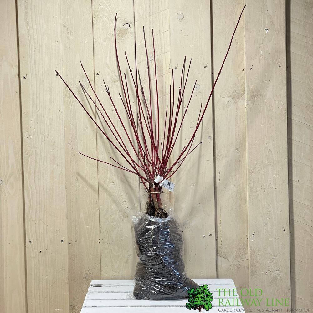 Cornus Alba 'Dogwood' Bare Root Hedging (x5 Whips)