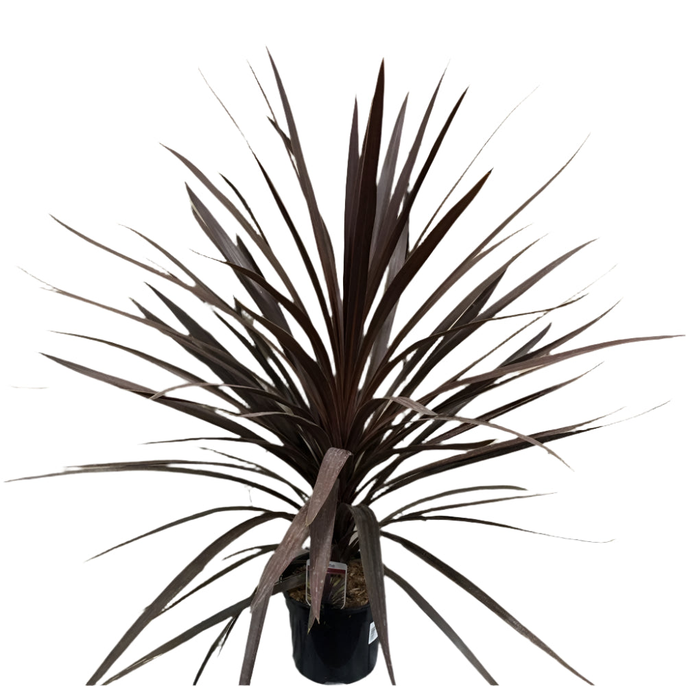 Cordyline 'Red Star' Plant 3Ltr Pot