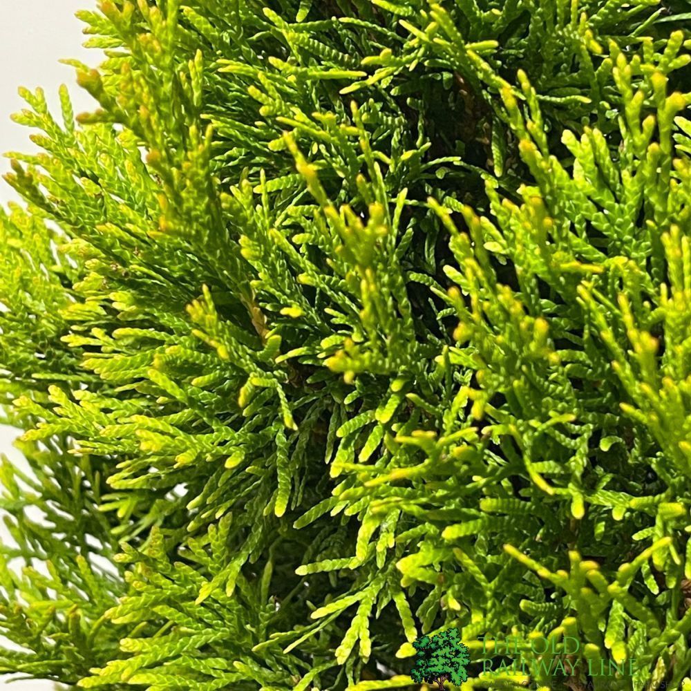 Thuja occidentalis Golden Smaragd 'Janed Gold' Conifer 3Ltr Pot
