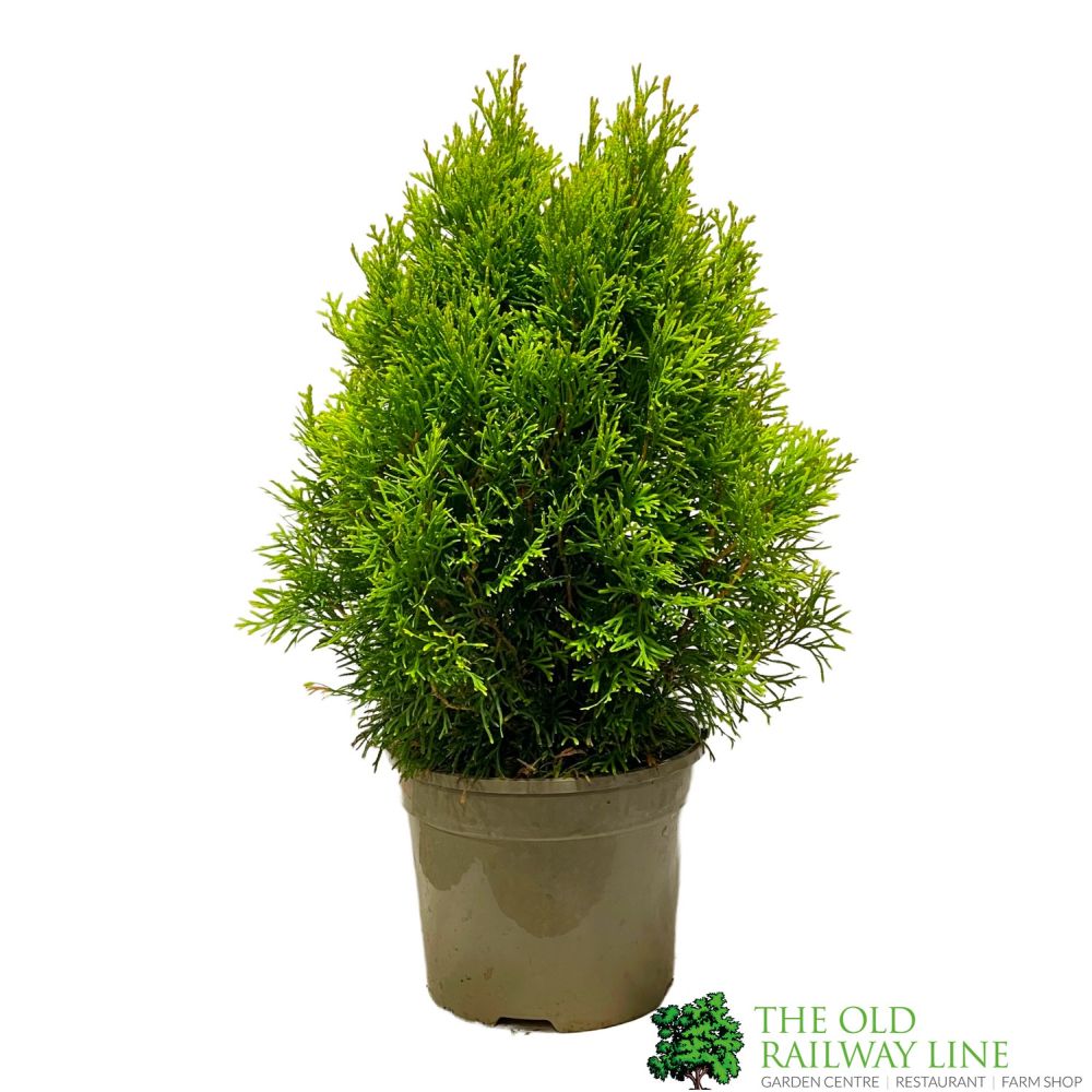 Thuja occidentalis Golden Smaragd 'Janed Gold' Conifer 3Ltr Pot