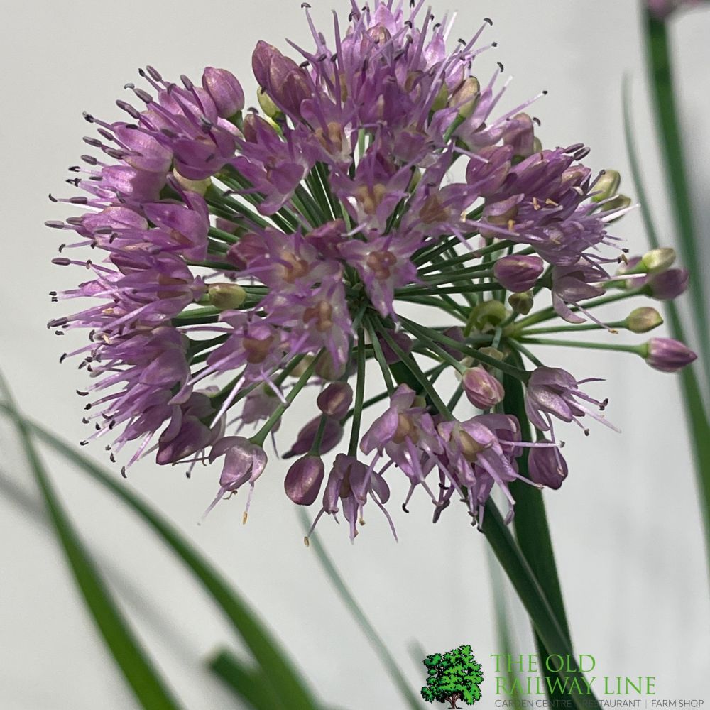 Allium 'Lavender Bubbles' Plant 3Ltr Pot