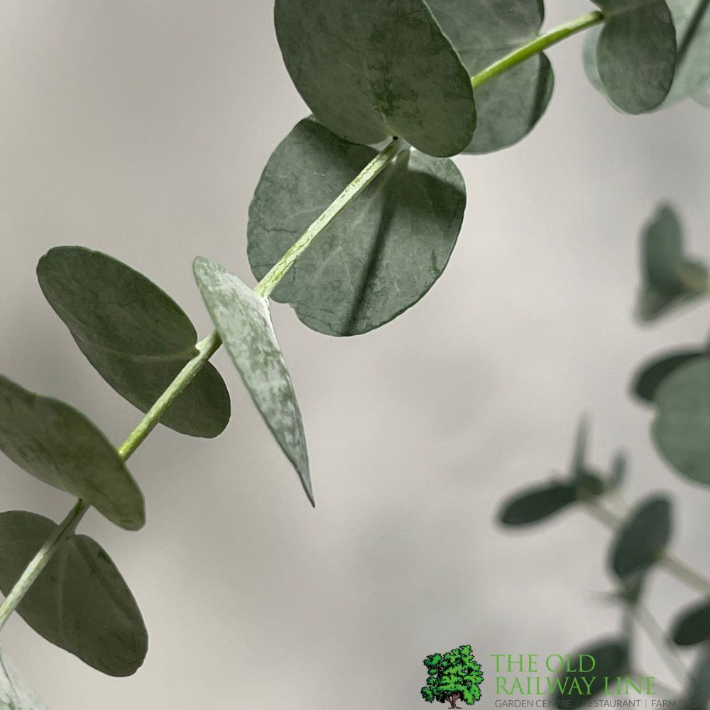 Eucalyptus Gunnii 'Azura' 3Ltr Pot