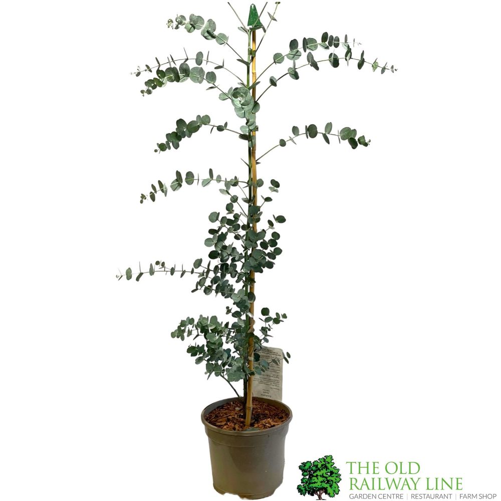 Eucalyptus Gunnii 'Azura' 3Ltr Pot