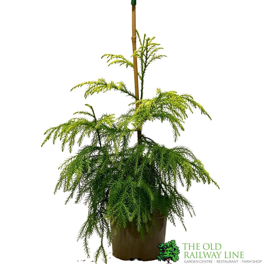 Cryptomeria japonica 'Sekkan-sugi' Conifer 3Ltr Pot