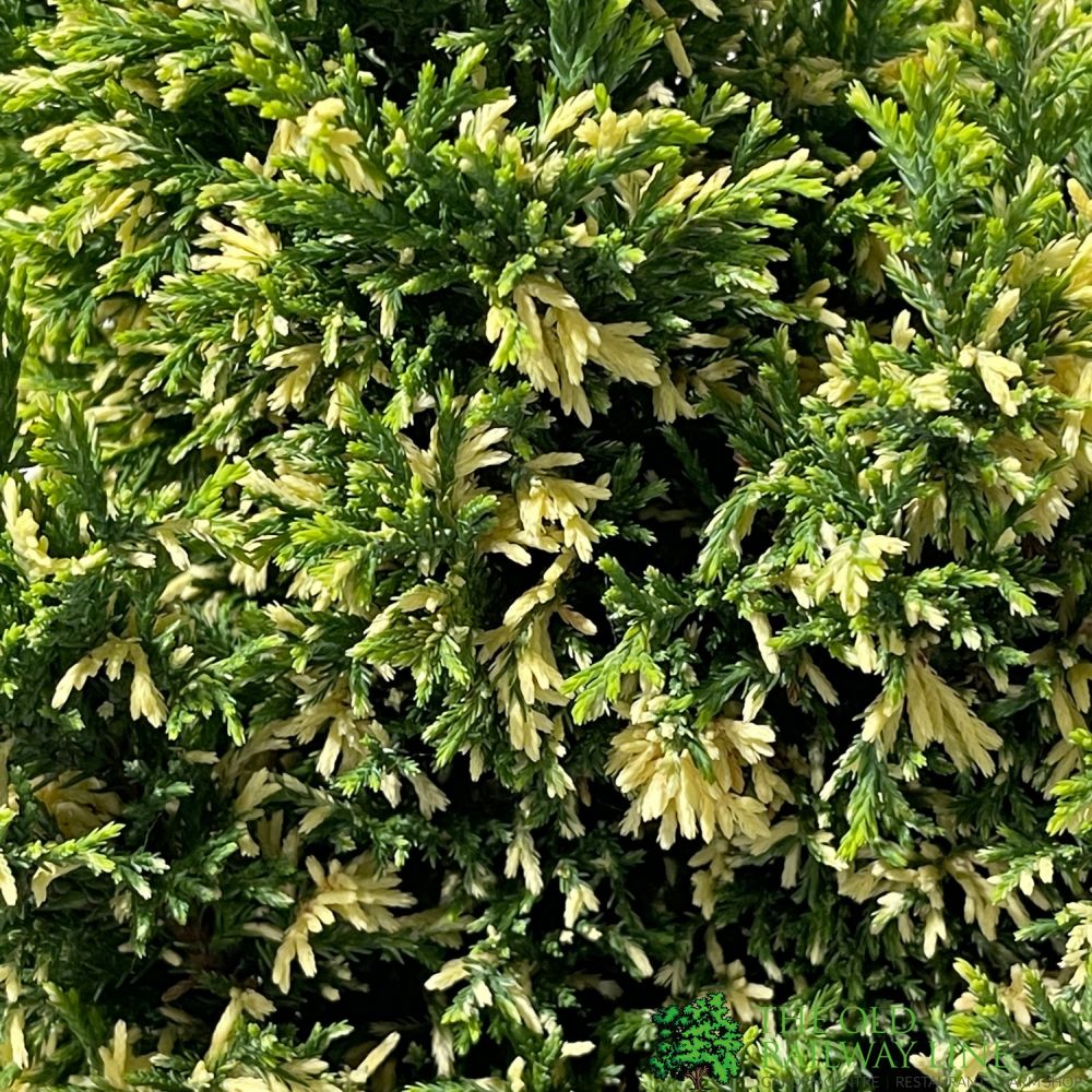 Chamaecyparis lawsoniana 'Silver Threads' Conifer 3Ltr Pot