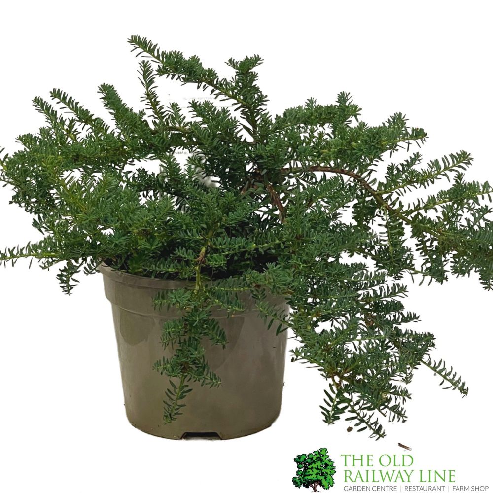 Podocarpus Lawrencei 'Bluey' Conifer Plant - 3Ltr Pot