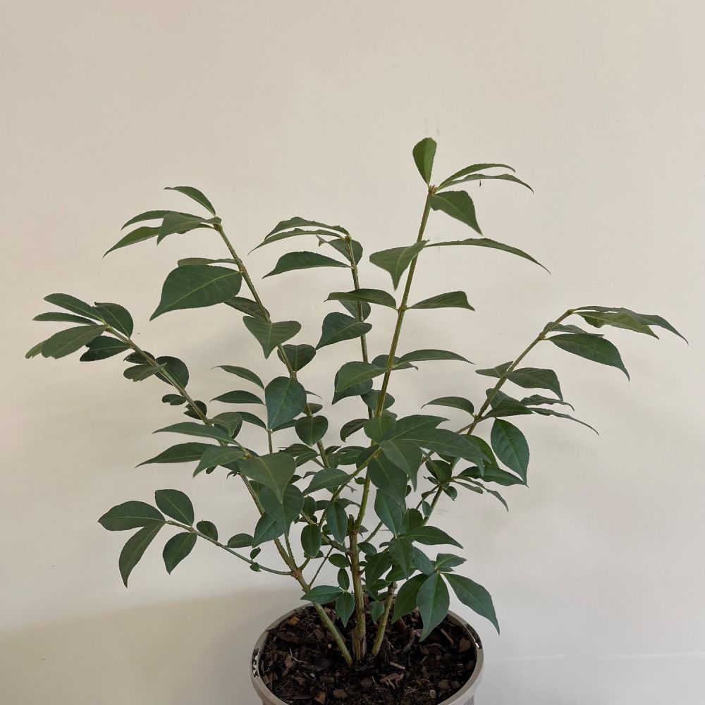 Euonymus 'Alatus' Plant 3Ltr Pot