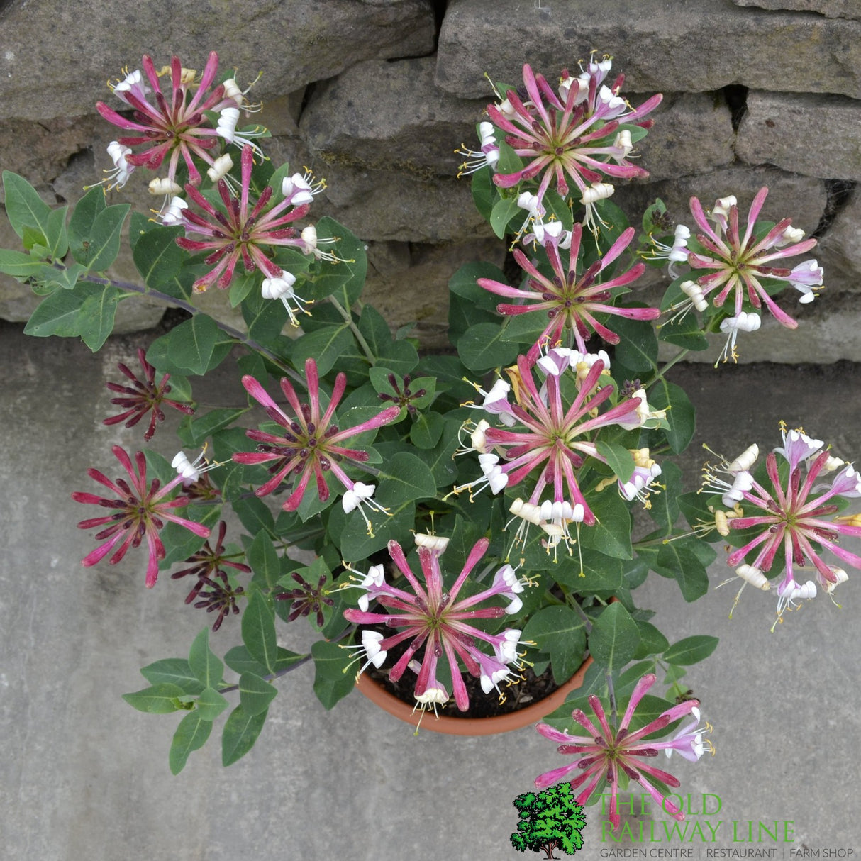 Lonicera periclymenum 'Strawberries & Cream' Honeysuckle 3 Ltr Pots