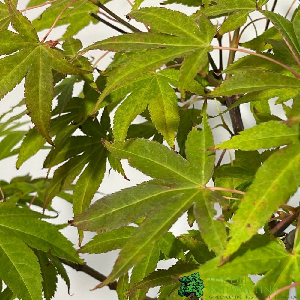 Acer palmatum 'Westonbirt Orange' Japanese Maple Tree - 3Ltr Pot