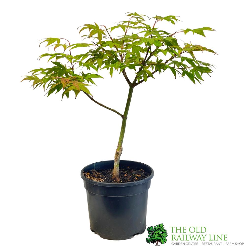 Acer palmatum 'Westonbirt Orange' Japanese Maple Tree - 3Ltr Pot