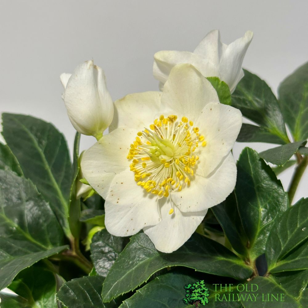 Helleborus Niger 'Chistmas Carol' Hellebore Plant - 12cm Pot