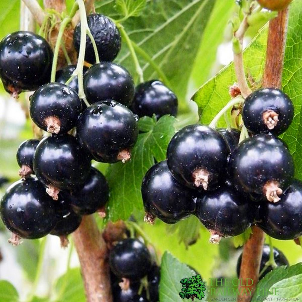 Blackcurrant 'Ben Connan' Fruit Bush 3Ltr Pot