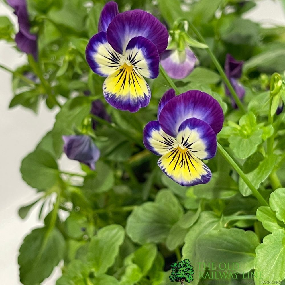 Viola Six Pack of Plants
