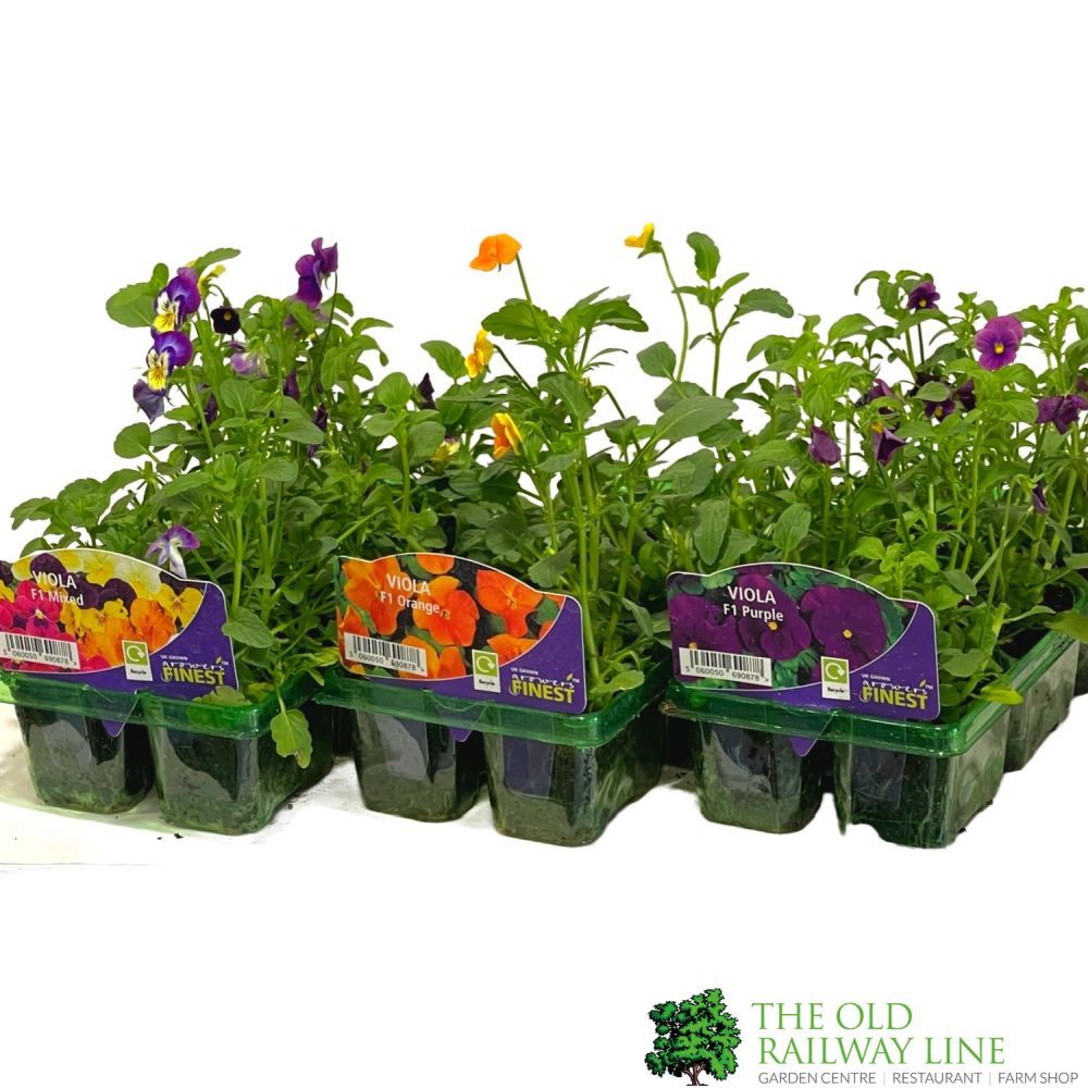 Viola Six Pack of Plants