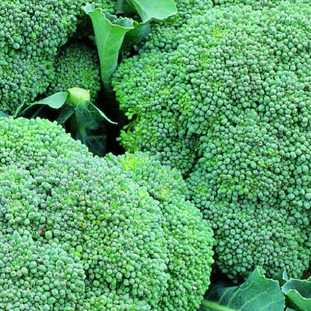 Broccoli 'Green Magic' Six Pack Calabrese Vegetable Plants