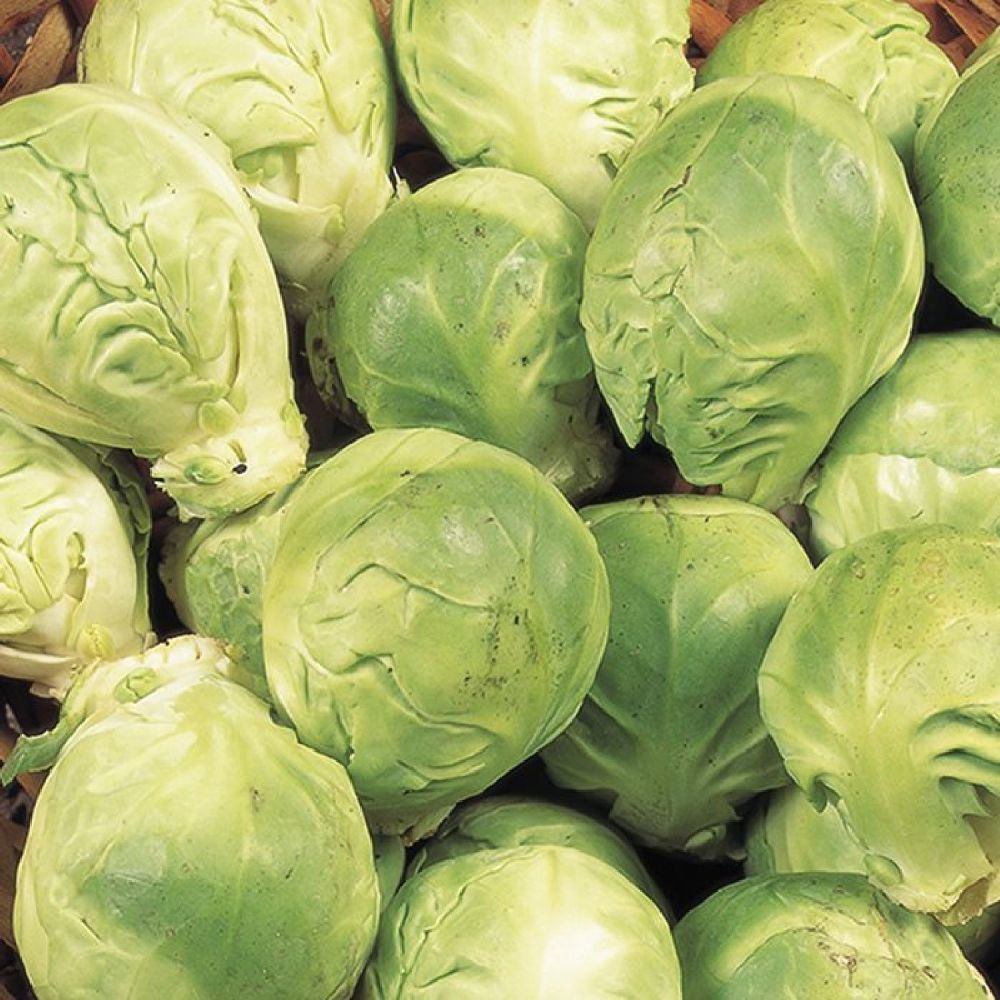 Brussels Sprouts Crispus Six Pack Vegetable Plants