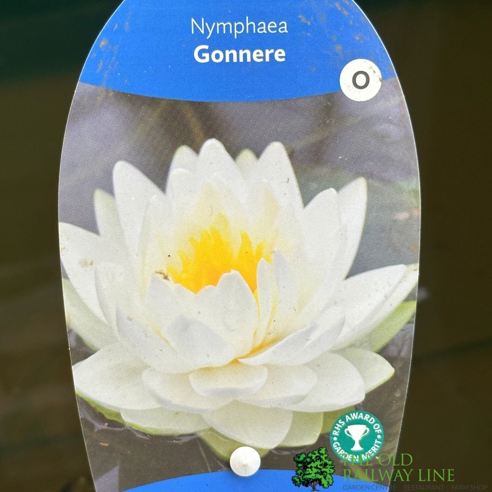 Water Lily Nymphaea Gonnere Pond Plant 3Ltr