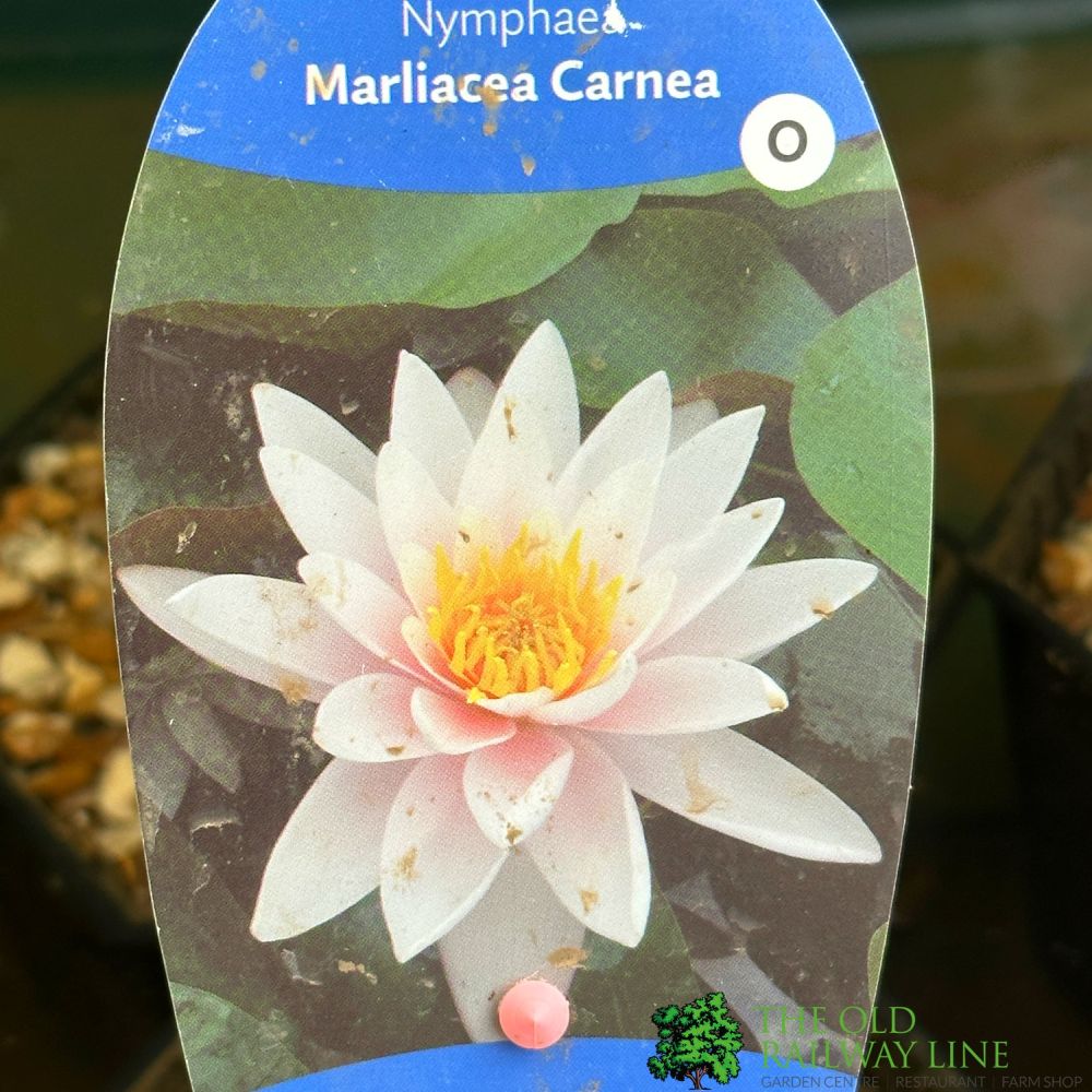 Water Lily Nymphaea Marliacea Carnea Pond Plant 3Ltr Pot
