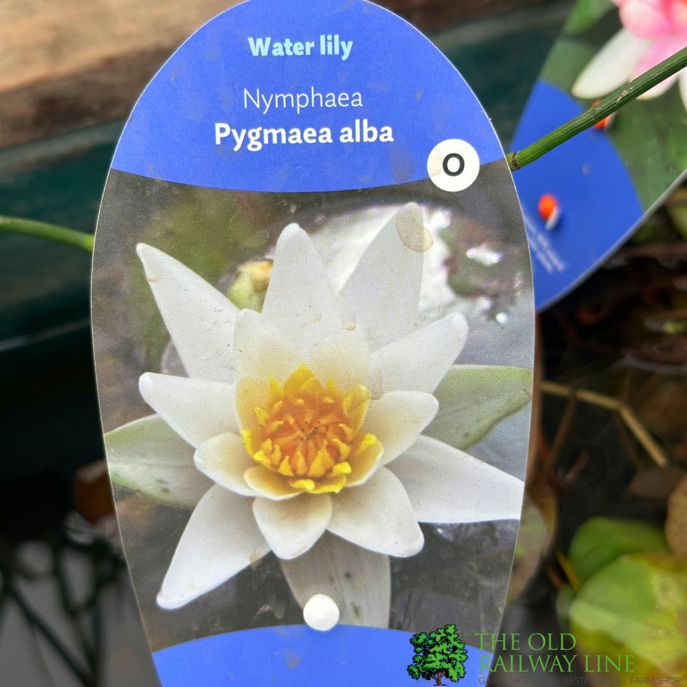 Water Lily Nymphaea 'Pygmaea Helvola' Pond Plant 2Ltr Pot