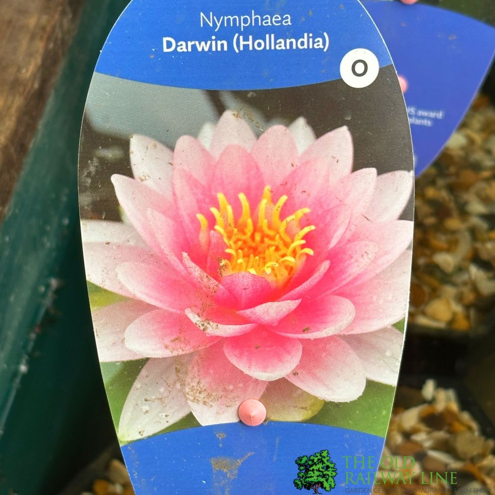 Water Lily Nymphaea Darwin Hollandia Pond Plant 3Ltr Pot