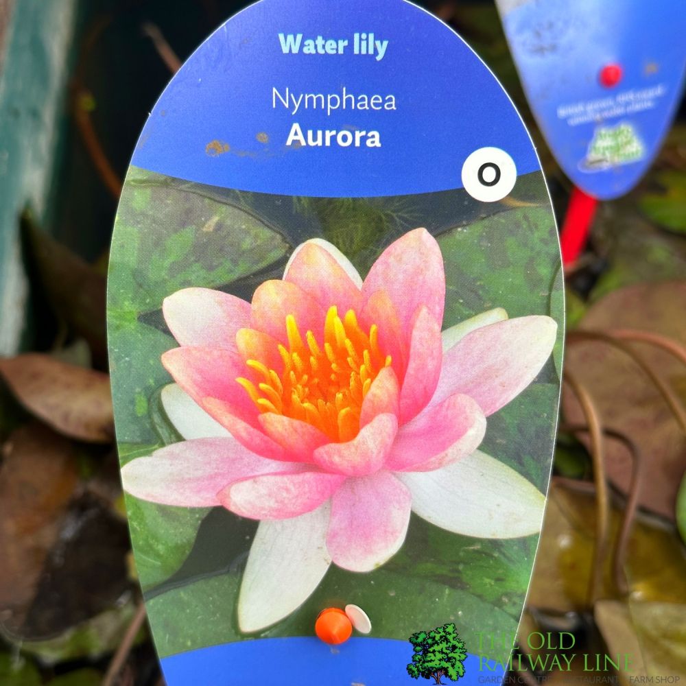 Water Lily Nymphaea 'Aurora' Pond Plant 2Ltr Pot