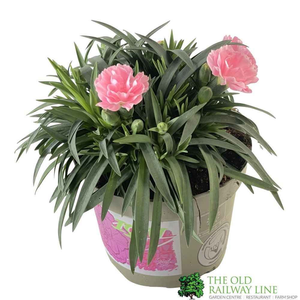 Dianthuis 'I Love You' Carnation Plant 10.5cm Pot