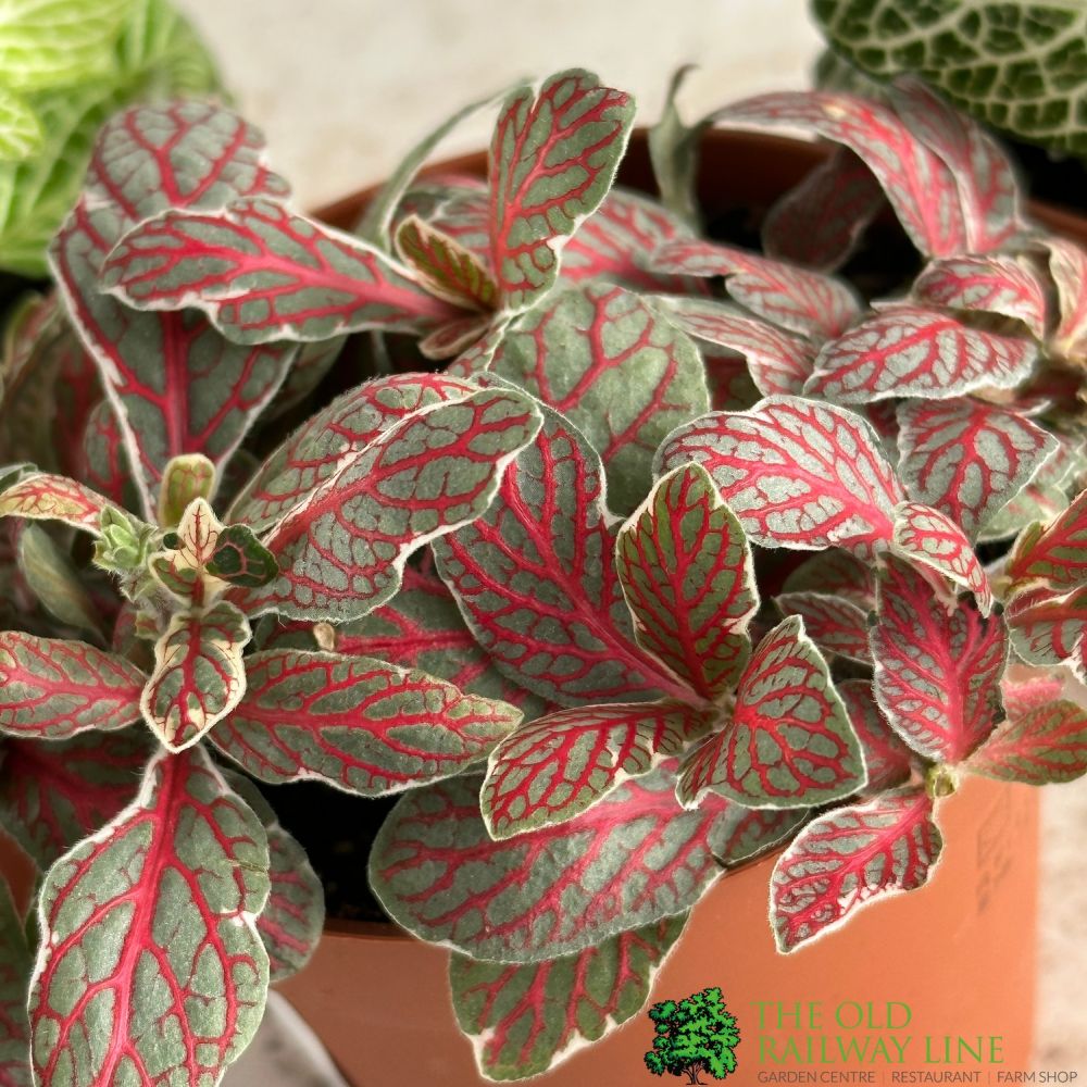 Fittonia Colours Mixed 7cm Pot