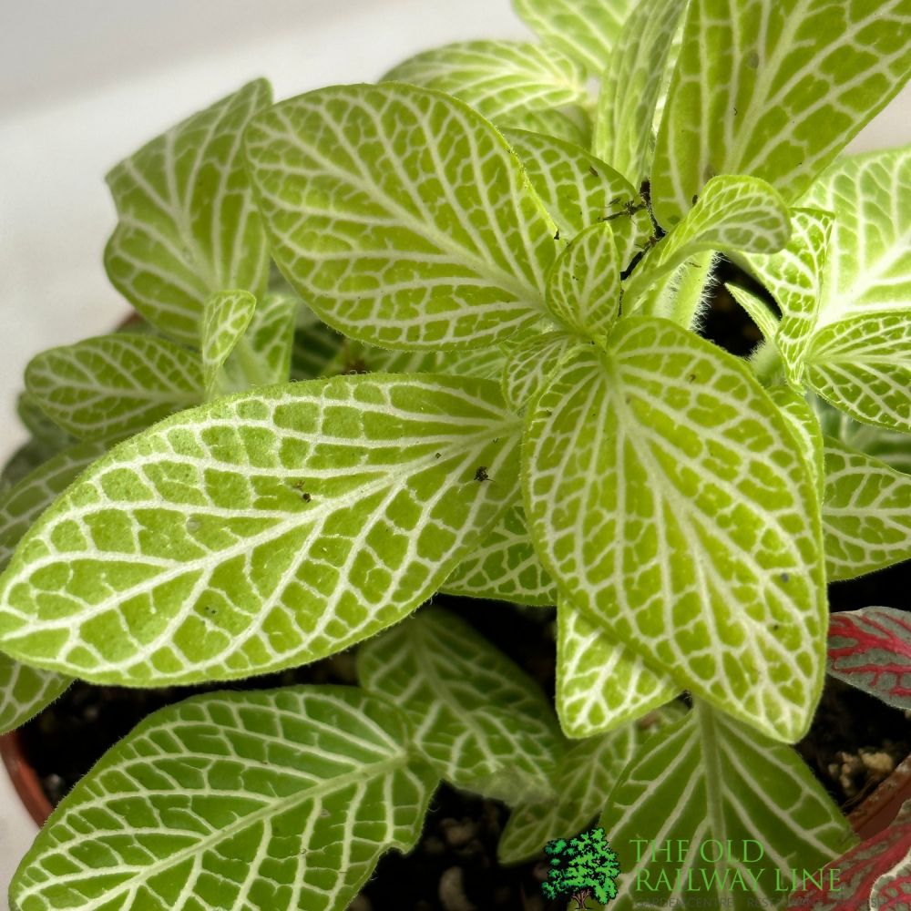 Fittonia Colours Mixed 7cm Pot