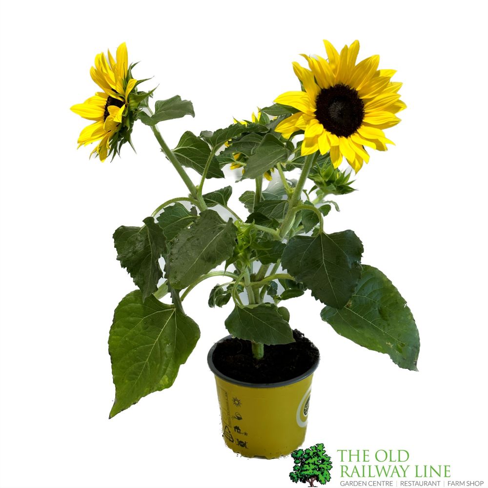 Sunflower 'Sunsation' Helianthus 1Ltr Pot