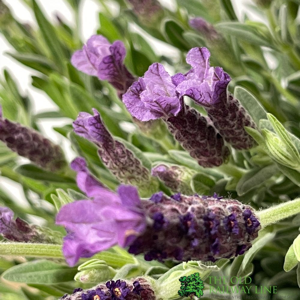 Lavandula 'Anouk' Mixed French Lavender Plant 17cm Pot