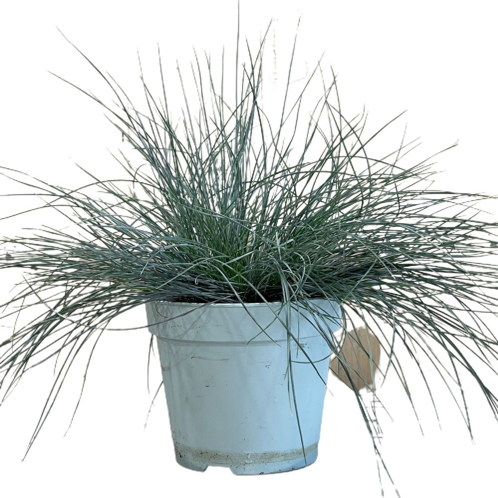 Festuca glauca 'Intense Blue' Grass 17cm Pot