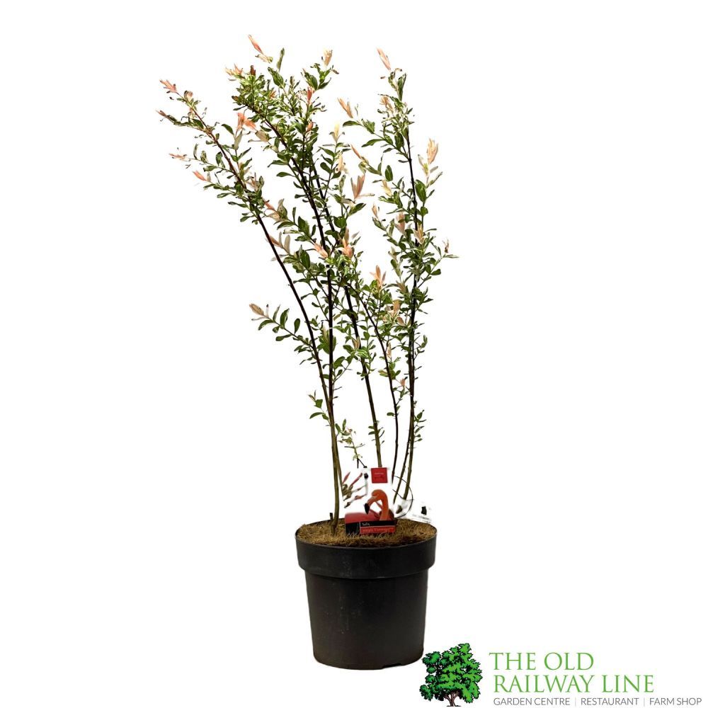 Salix integra 'Flamingo' Willow 3Ltr Pot