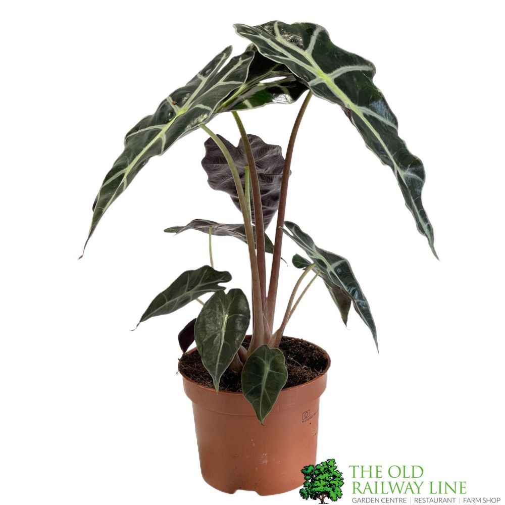 Alocasia 'Polly' Elephant Ear Houseplant 12cm Pot (NL)