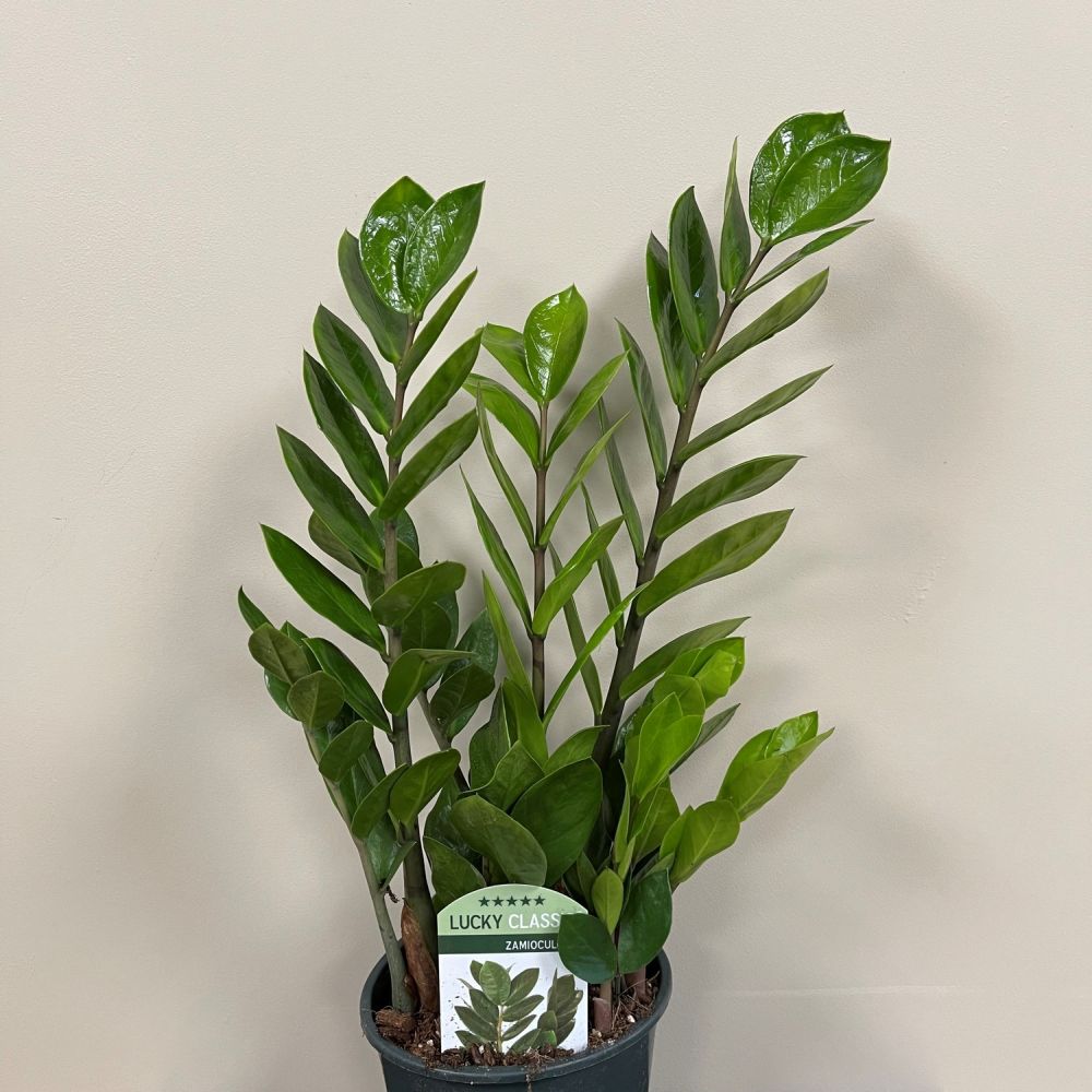 Zamioculcas zamiifolia ZZ Houseplant 14cm Pot (NL)