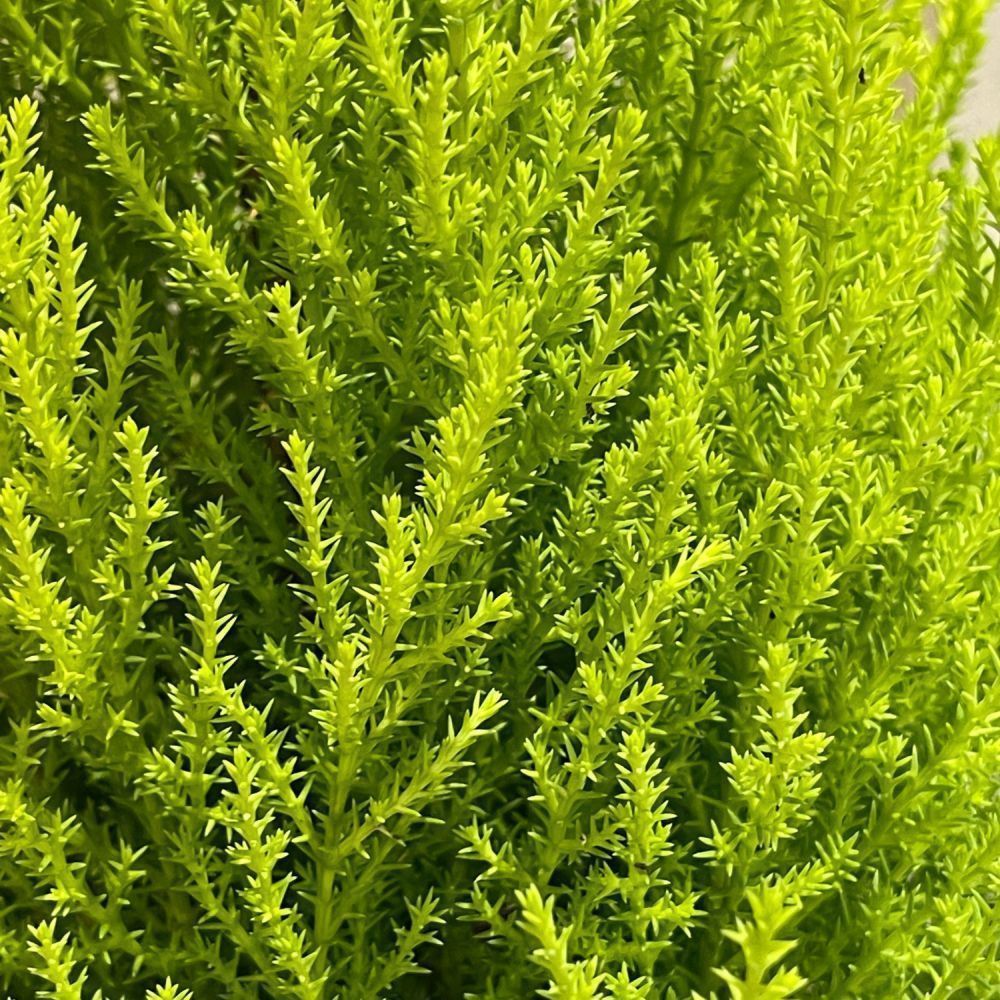 Cupressus 'Goldcrest Wilma' Conifer 13cm Pot (NL)