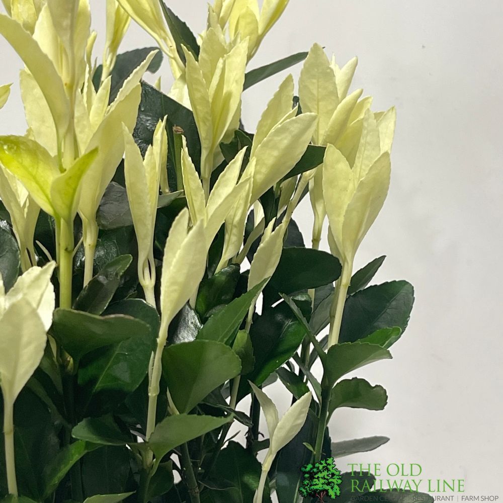 Euonymus japonicus 'Extravaganza' Plant 15cm Pot