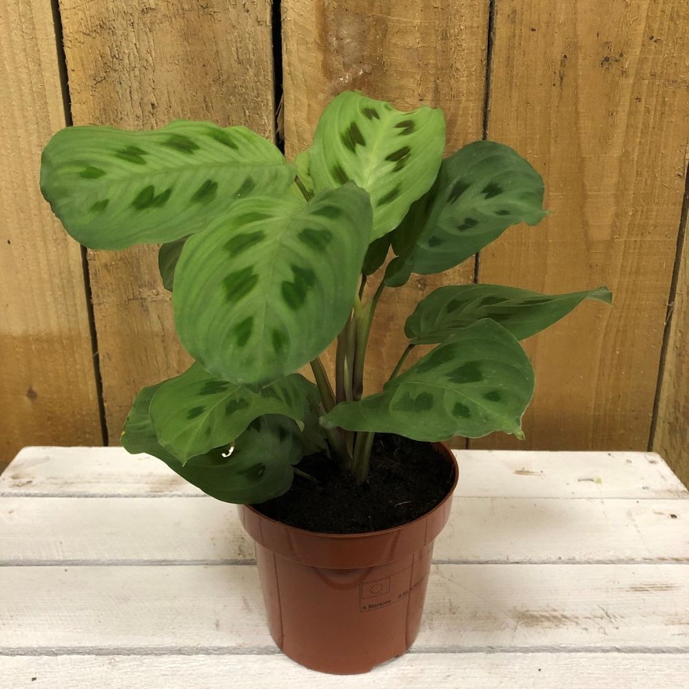 Maranta 'Kerchoveana' Prayer Plant Houseplant- 12cm Pot