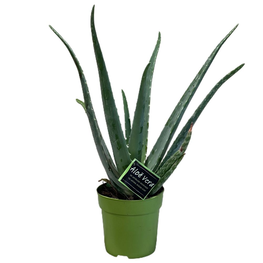 Aloe Vera Plant 12cm Pot Nl Old Railway Line Garden Centre 7292