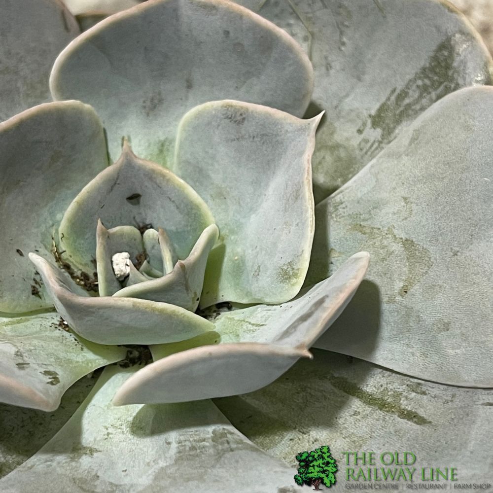 Echeveria Mixed Succulent Houseplant 8.5CM Pot