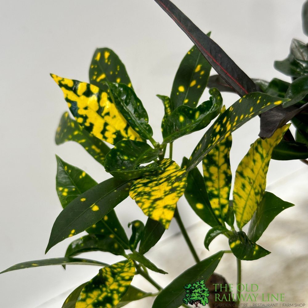 Codiaeum Mixed Variety Croton 6cm Pot